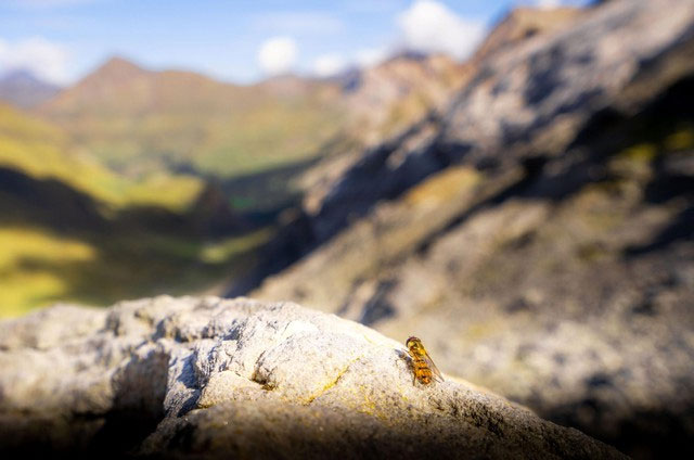 Picture 2 of Danger lurks inside the mountains where birds sing and insects chirp