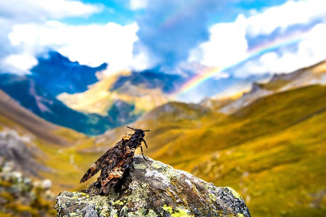 Picture 3 of Danger lurks inside the mountains where birds sing and insects chirp