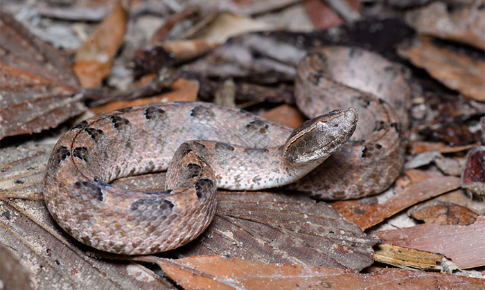 Picture 4 of Dangerous venomous snakes commonly found in Vietnam, compared to 'living mines'