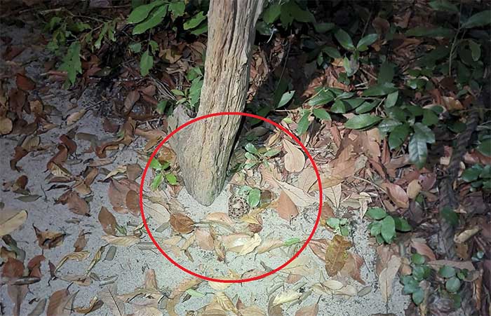 Picture 5 of Dangerous venomous snakes commonly found in Vietnam, compared to 'living mines'