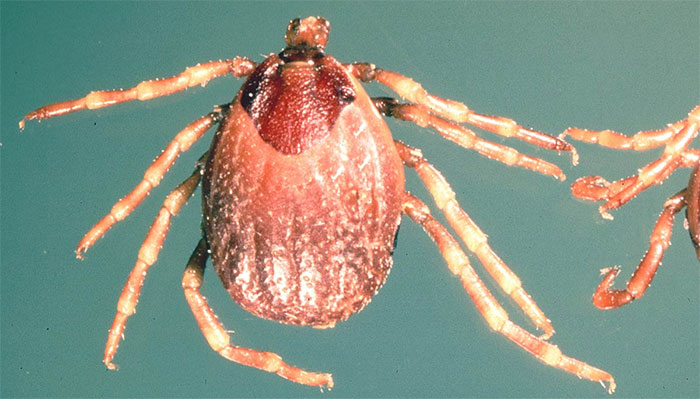 Dangerous virus, causing death up to 40% appeared in the UK Picture 1