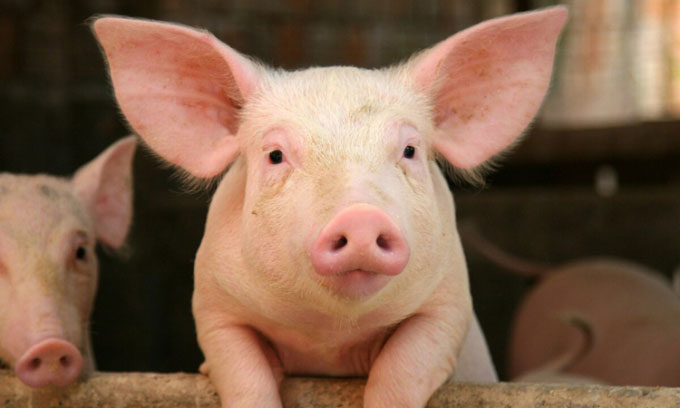 Danish scientists launch 'dictionary' to translate swine Picture 1