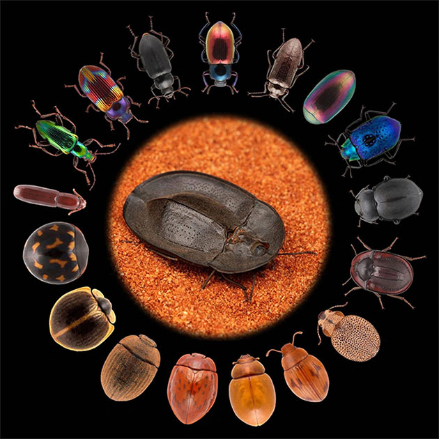 Picture 1 of Darkling Beetle: Tiny creature with 'quantum evolution' ability
