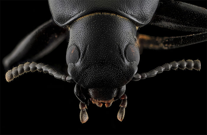 Picture 2 of Darkling Beetle: Tiny creature with 'quantum evolution' ability