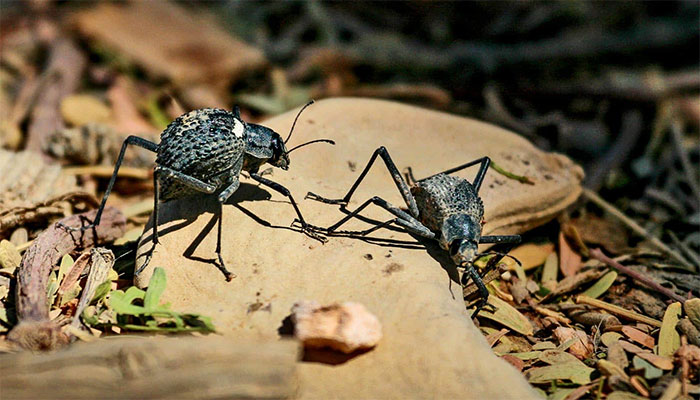 Picture 3 of Darkling Beetle: Tiny creature with 'quantum evolution' ability