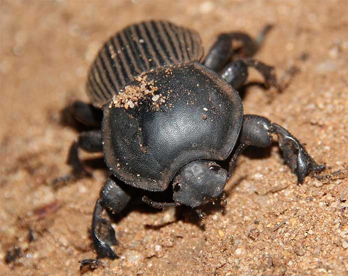 Picture 4 of Darkling Beetle: Tiny creature with 'quantum evolution' ability