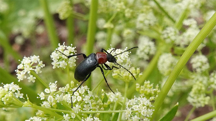 Picture 5 of Darkling Beetle: Tiny creature with 'quantum evolution' ability