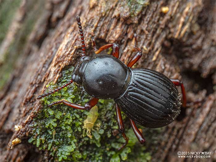 Picture 6 of Darkling Beetle: Tiny creature with 'quantum evolution' ability