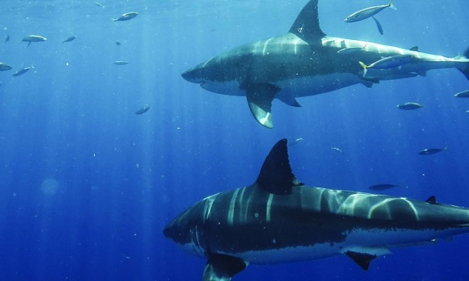 Picture 1 of Dead Sea - Where sharks gather to hunt