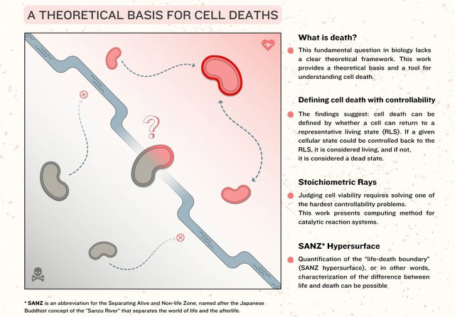 Picture 2 of Death is not the end: New mathematical models show cells can be revived!