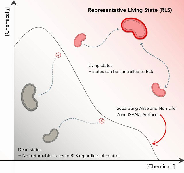 Picture 3 of Death is not the end: New mathematical models show cells can be revived!
