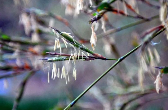 Deciphering the mystery of the tree that bears fruit is a disaster in China and India Picture 1