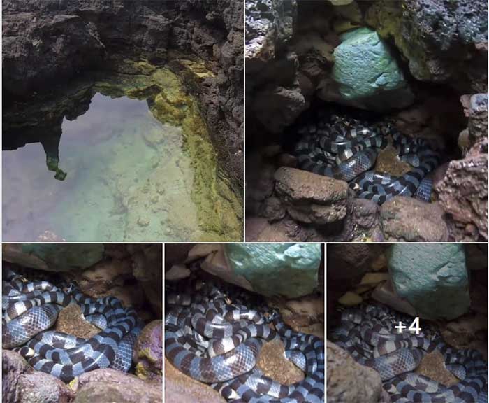 Decoding The 'extremely Poisonous Snake Nest' That Appeared On Phu Quy 