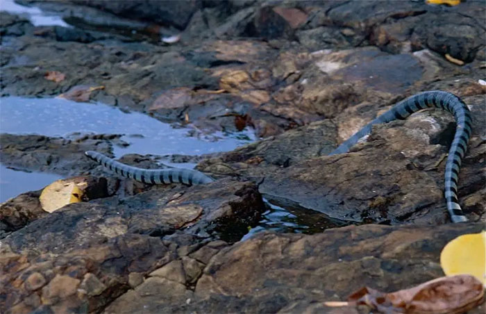 Picture 2 of Decoding the 'extremely poisonous snake nest' that appeared on Phu Quy island