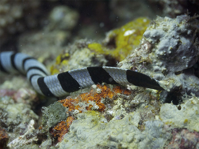 Picture 3 of Decoding the 'extremely poisonous snake nest' that appeared on Phu Quy island