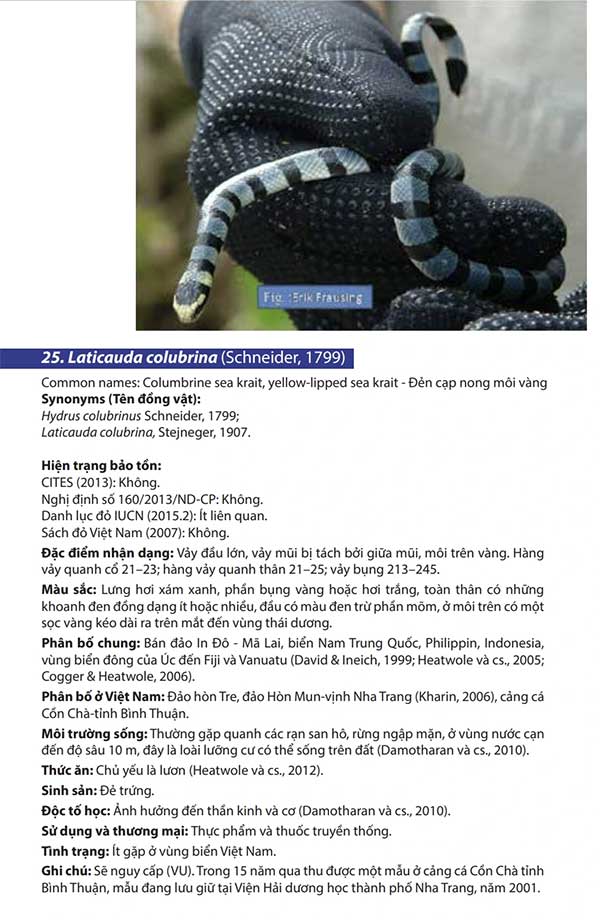 Picture 6 of Decoding the 'extremely poisonous snake nest' that appeared on Phu Quy island
