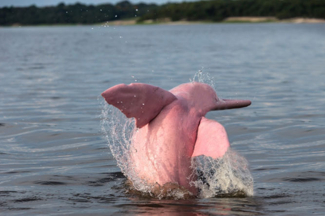 Picture 1 of Decoding the mystery of the pink dolphin