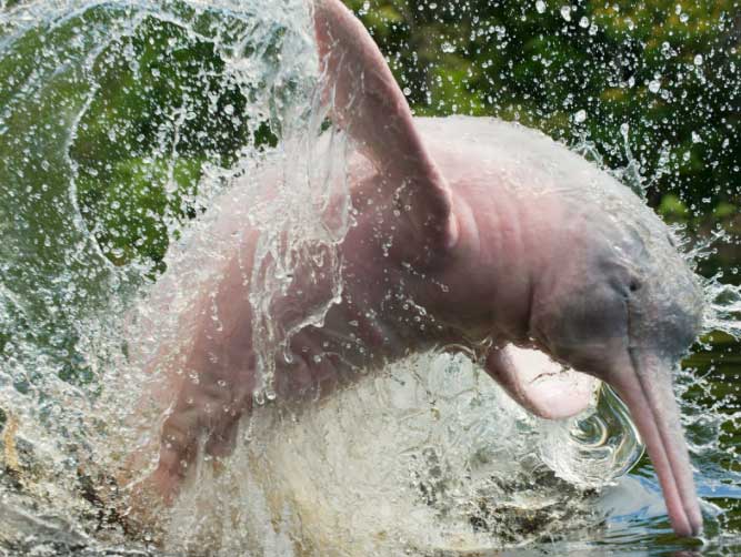 Picture 2 of Decoding the mystery of the pink dolphin