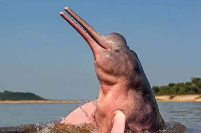 Picture 3 of Decoding the mystery of the pink dolphin