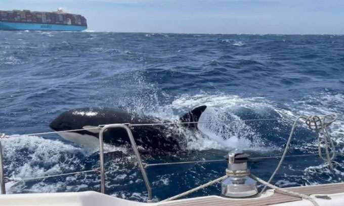 Picture 1 of Decoding the reasons why killer whales attack ships