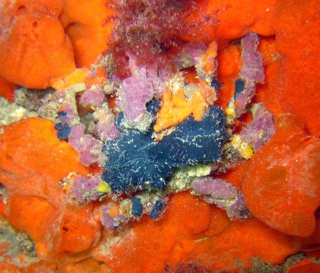 Decorator Crab: The 'chameleon' species on the seabed Picture 4
