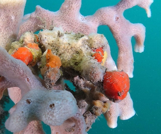 Decorator Crab: The 'chameleon' species on the seabed Picture 5