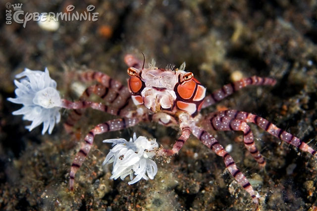 Decorator Crab: The 'chameleon' species on the seabed Picture 6