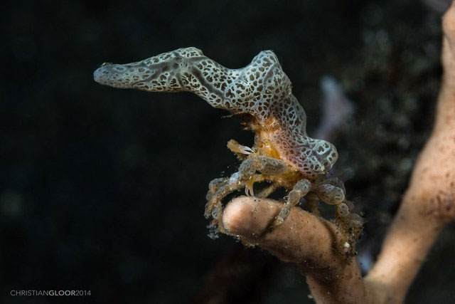 Decorator Crab: The 'chameleon' species on the seabed Picture 7
