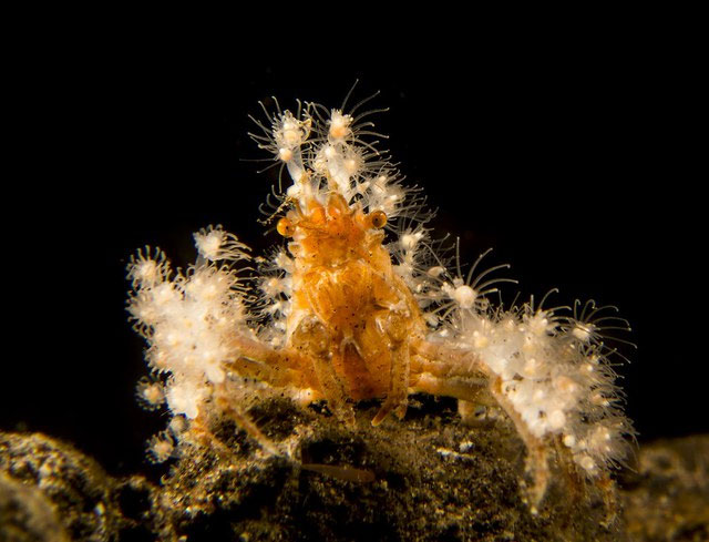 Decorator Crab: The 'chameleon' species on the seabed Picture 8