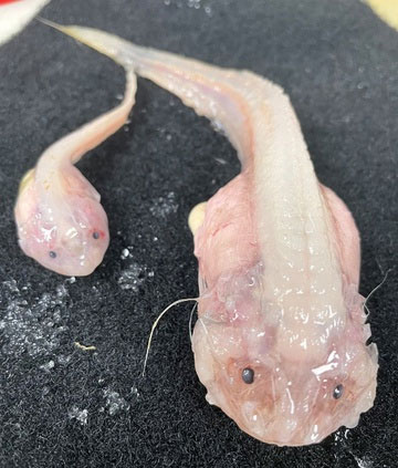 Picture 2 of Deepest fish species discovered, equivalent to being crushed by 1,600 elephants