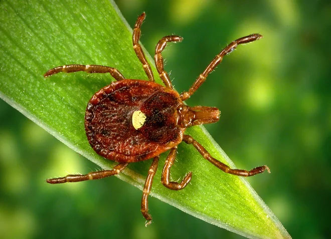Picture 1 of Detecting a deadly virus that is spreading fast