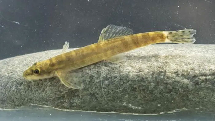 Detecting freshwater fish that disappeared suddenly for nearly 50 years Picture 1