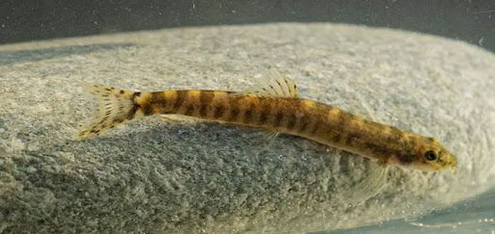 Detecting freshwater fish that disappeared suddenly for nearly 50 years Picture 2