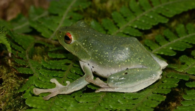 Picture 1 of Detection of tree frogs and brown dwarf frogs in Vietnam