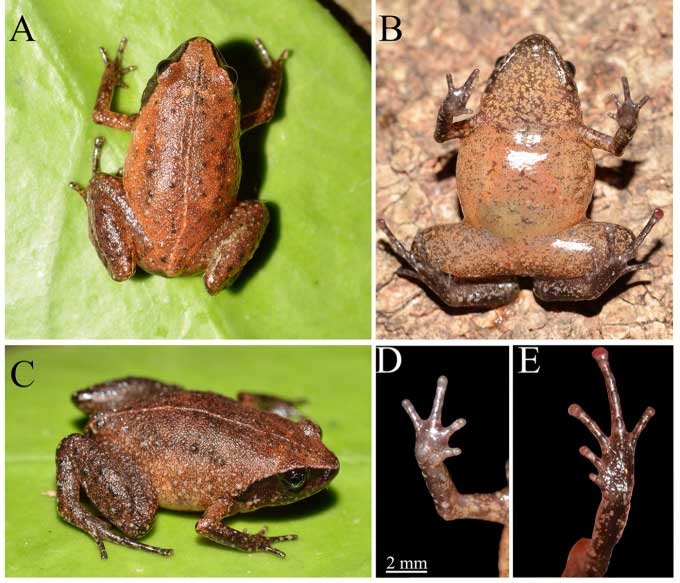Picture 2 of Detection of tree frogs and brown dwarf frogs in Vietnam