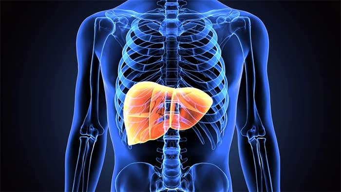 Picture 2 of Developing a new liver in the human body from cell sacs