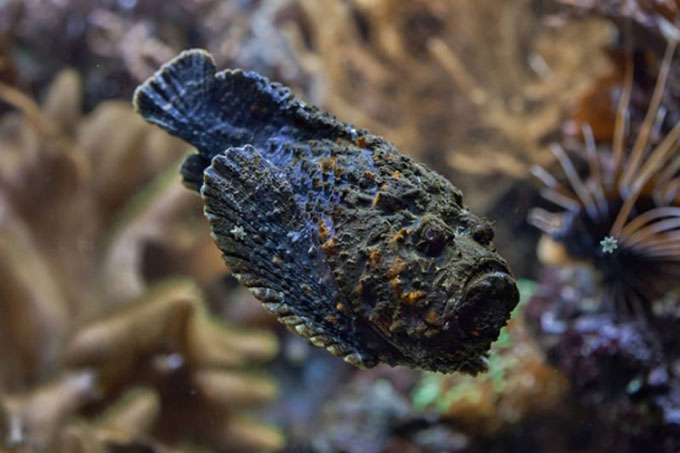 Picture 1 of Devil-faced fish - The most dangerous fish in the world