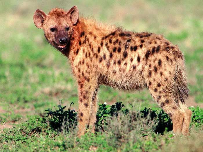 Picture 3 of Did you know: Are hyenas dogs or cats?