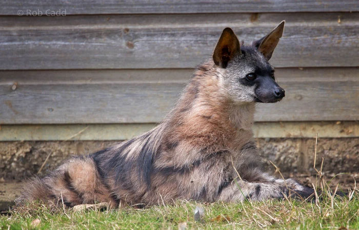 Picture 4 of Did you know: Are hyenas dogs or cats?