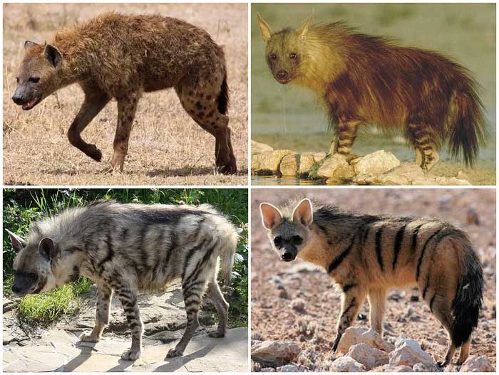Picture 5 of Did you know: Are hyenas dogs or cats?