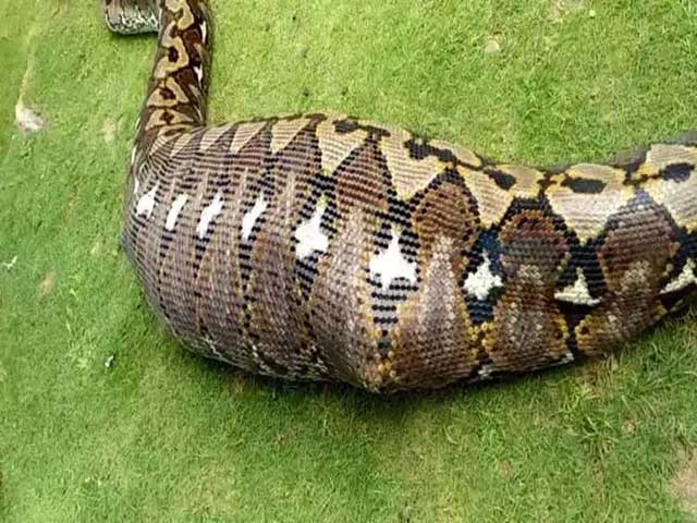 Picture 2 of Digging the road, workers encountered a giant Anaconda with a 'strange tumor'!