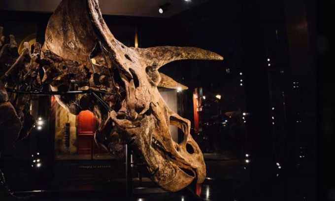 Dinosaur fossils were pierced by their own kind Picture 1