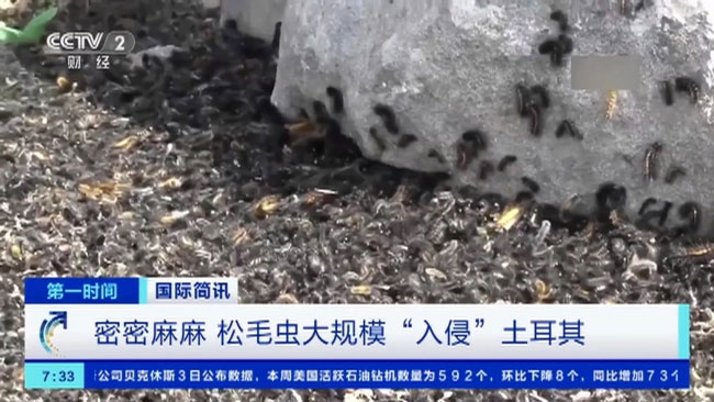 Disaster after historic earthquake in Türkiye: Millions of caterpillars land, images make everyone 'shudder' Picture 2