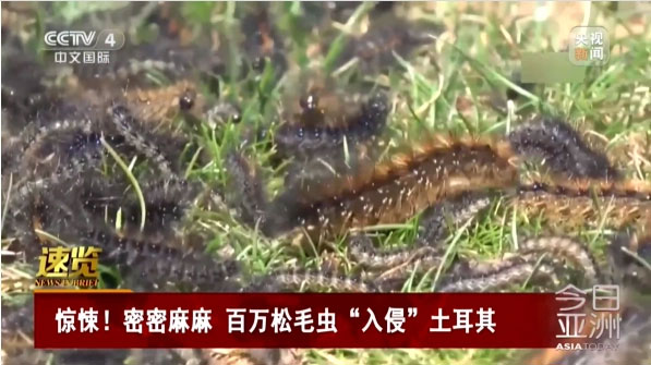 Disaster after historic earthquake in Türkiye: Millions of caterpillars land, images make everyone 'shudder' Picture 3