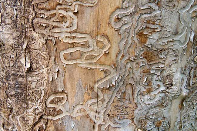 Disaster with billions of ash trees in America and Europe: East Asian emerald worm Picture 4
