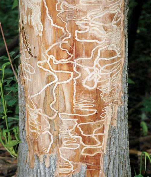 Disaster with billions of ash trees in America and Europe: East Asian emerald worm Picture 5