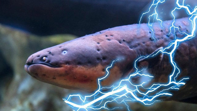 Picture 1 of Discharging 600 volts of electricity, the eel species confused the father of the theory of evolution