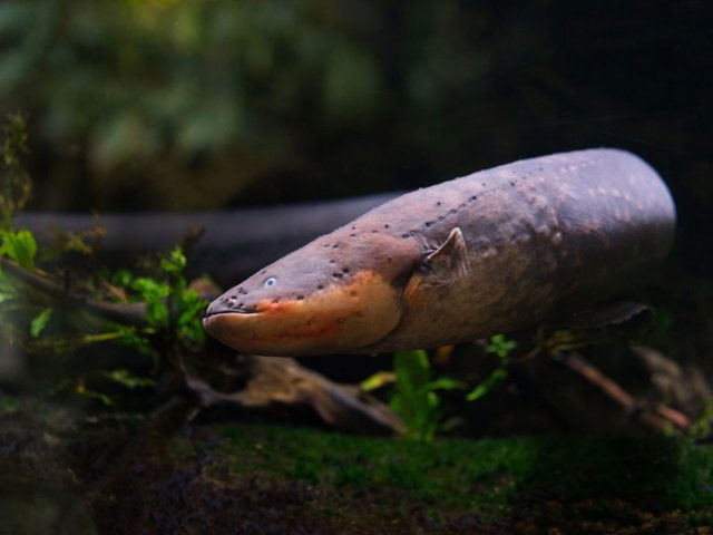 Picture 3 of Discharging 600 volts of electricity, the eel species confused the father of the theory of evolution