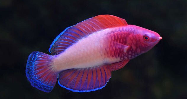 Discover a beautiful rainbow fish that can glow in the dark Picture 2