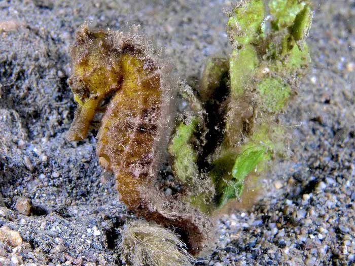 Discover the fish family with the most monstrous species in the world Picture 1